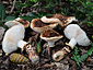 Tricholoma caligatum