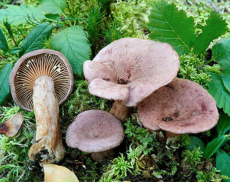 Lactarius lilacinus