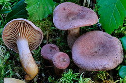 Lactarius lilacinus