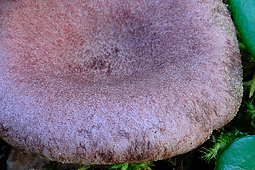 Lactarius lilacinus