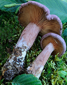 Lactarius lilacinus