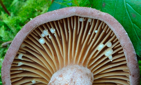 Lactarius lilacinus