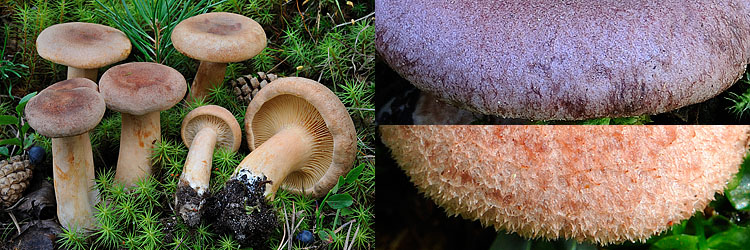 Lactarius lilacinus vs Lactarius helvus e dettaglio vs spinosulus