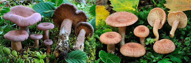 Lactarius lilacinus vs Lactarius spinosulus