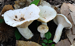 Lactarius piperatus