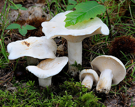 Lactarius piperatus