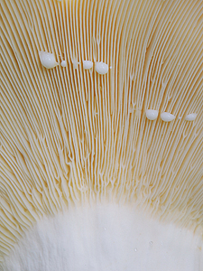 Lactarius piperatus