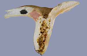 Lactarius piperatus