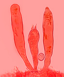 Lactarius piperatus cistidi e basidi