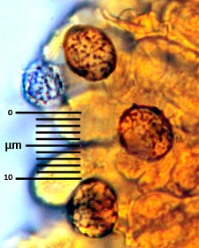 Lactarius piperatus cistidi e basidi