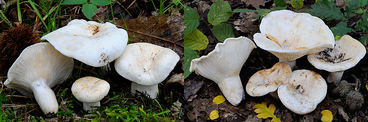 Lactarius piperatus vs Lactarius vellereus