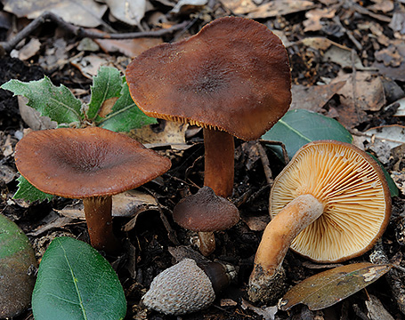 Lactarius subumbonatus