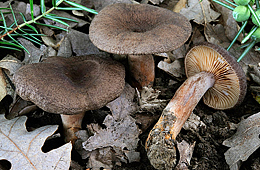 Lactarius subumbonatus