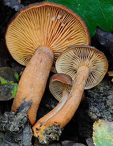 Lactarius subumbonatus