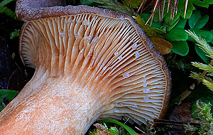 Lactarius subumbonatus