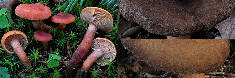 Lactarius subumbonatus vs Lactarius camphoratus detail vs serifluus