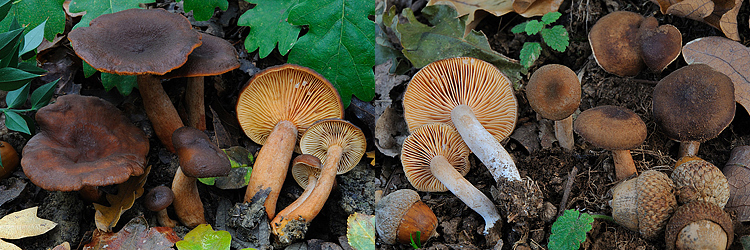 Lactarius subumbonatus vs Lactarius serifluus