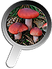 Russula sanguinea