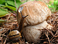 Boletus edulis