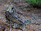 Turdus viscivorus