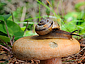 Lactarius deterrimus