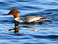 Mergus merganser