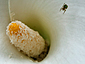 Zantedeschia et araneus