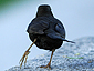 Turdus merula