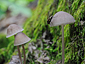 Mycena sp.