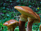 Suillus grevillei