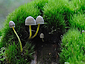 Mycena epipterygia