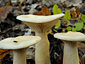 Clitocybe geotropa