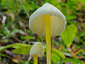 Mycena epipterygia