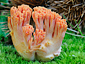 Ramaria sp.