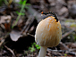 Coprinus micaceus