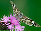 Melanargia galathea