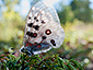 Parnassius apollo