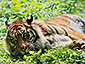 Panthera tigris sumatrae