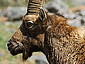 Capra ibex