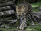 Panthera pardus orientalis