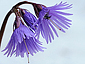 Soldanella alpina