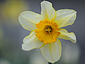 Narcissus sp.