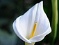 Zantedeschia aethiopica