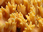 Ramaria sp.