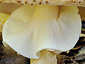 Lepiota aspera