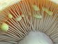 Lactarius chrysorrheus