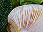 Lactarius salicis-reticulatae