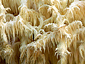 Hericium coralloides