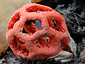 Clathrus ruber