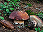 Boletus pinophilus